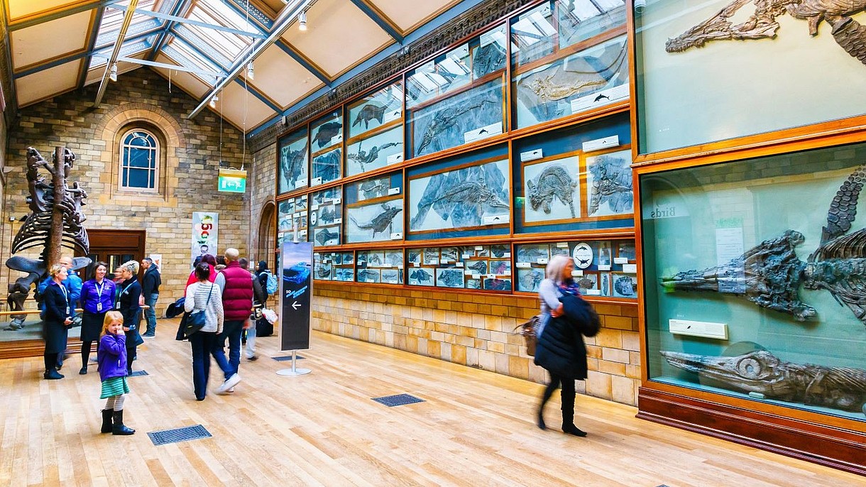 © MIKEL BILBAO GOROSTIAGA- TRAVELS / Alamy Stock Foto Numerous people walk past museum displays consisting of ancient fossils.